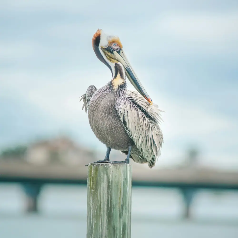 A brown pelican perched on a wooden dock piling